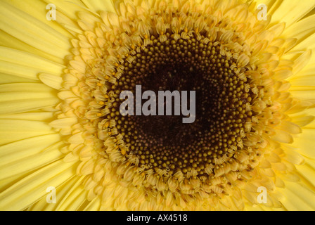 Gerber Daisy gelb Stockfoto