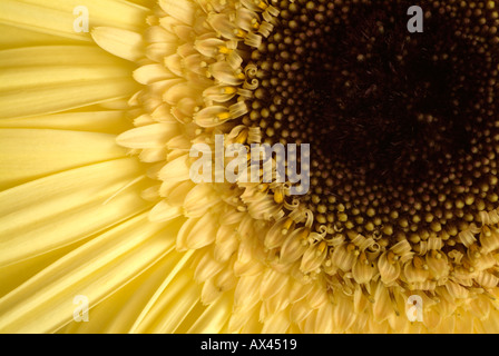 Gerber Daisy gelb hautnah. Stockfoto