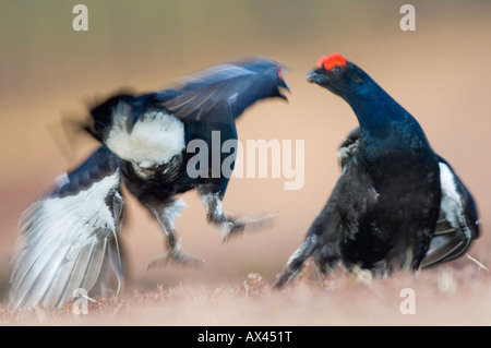 Zwei männliche Birk- oder Birkhahn, Kämpfe an der Lek, in die Cairngorms, Schottland. Stockfoto