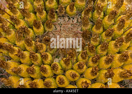 Angelhaken Barrel Cactus (Ferocactus Wislizeni) trägt Früchte - Sonora-Wüste - Arizona Stockfoto