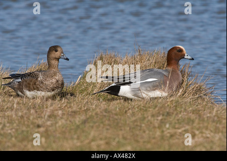 Eurasische Pfeifente (Anas Penelope) Erwachsenen Pair bei Cley-Next-Sea, Norfolk, East Anglia, UK, März Stockfoto