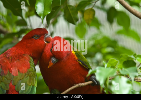 Paar Klappern Lorikeets (Lorius Garrulus Garrulus) in Gefangenschaft, putzen, Lory Loft, Jurong BirdPark, Singapur Stockfoto