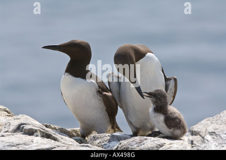 Guillemot (Uria Aalge) paar mit Jugendlichen an der Klippe Rand Farne Islands Northumberland Küste England UK Juni Stockfoto