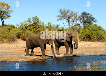 Elefanten trinken in Chobe River, Botswana Stockfoto