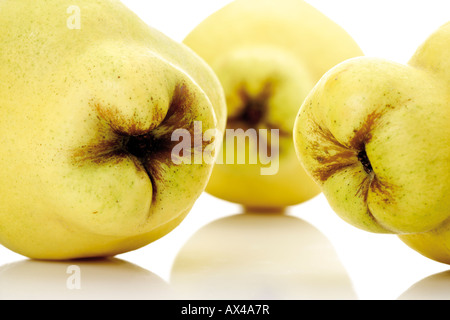 Quitten, Nahaufnahme (Cydonia Oblonga) Stockfoto