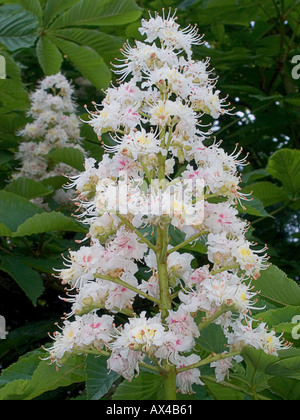 Rosskastanie Aesculus hippocastanum Blumen Stockfoto