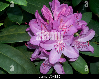 Rhododendron ponticum Blütenköpfe Stockfoto