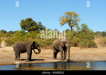 zwei Elefanten im Chobe Fluss Botswana trinken Stockfoto