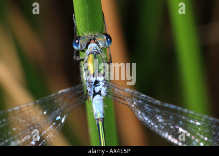 Kopf von einem männlichen Emerald Damselfly (Lestes Sponsa). Powys, Wales, UK. Stockfoto