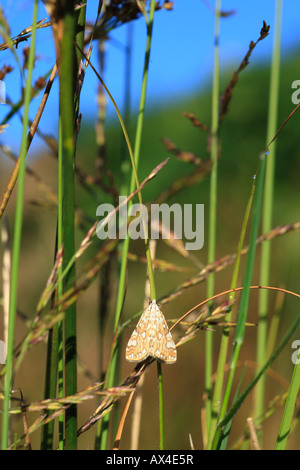 Braune China-Marke Nachtfalter (Elophila Nymphaeata) ruht auf Binsen neben einem Teich. Powys, Wales. Stockfoto