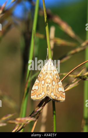 Braune China-Marke Nachtfalter (Elophila Nymphaeata) ruht auf Binsen neben einem Teich. Powys, Wales. Stockfoto