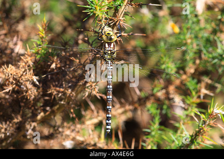 Ruhenden weiblichen südlichen Hawker Libelle (Aeshna Cyanea). Powys, Wales, UK. Stockfoto