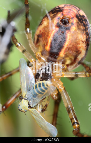 Weiblich-Garten / Cross Spider (Araneus Diadematus) Fütterung auf eine Leafhopper (Cicadellidae). Powys, Wales, UK. Stockfoto