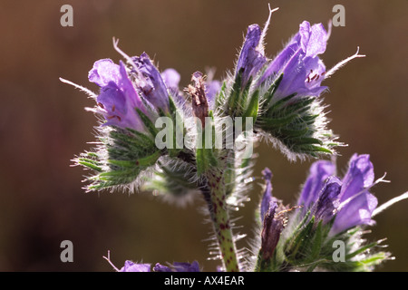 Viper's Bugloss (Echium Vulgare) Blüte. Auf dem Causse de Gramat, viel Region, Frankreich. Stockfoto