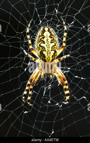 weibliche Eiche Spinne (Aculepeira Ceropegia) auf der web Stockfoto