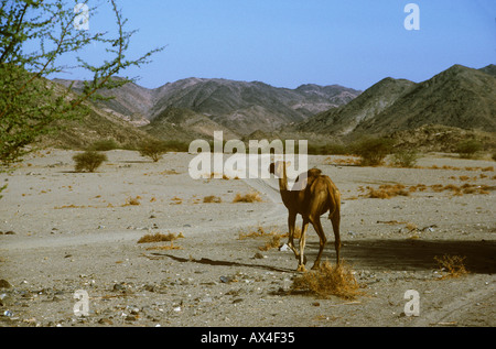Eine wilde Kamel in der Wüste Saudi Arabien Wandern Stockfoto