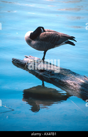 Kanada-Gans Stockfoto