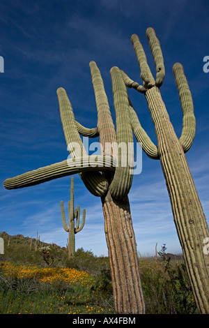 Saguaro Kakteen (Carnegiea Gigantea) Picacho Peak State Park-Darstellung Mexican Gold Mohnblumen blühen - Sonora-Wüste-Arizona-USA Stockfoto