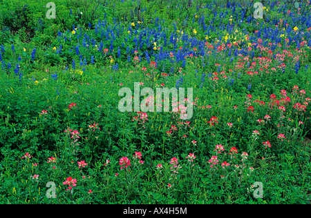 Indian Paintbrush Castilleja Miniata Texas Bluebonnet Natalia Medina County Texas USA Stockfoto