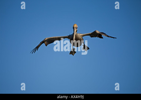 Brauner Pelikan (Pelecanus Occidentalis) Sonora Mexiko Adult Soaring Stockfoto