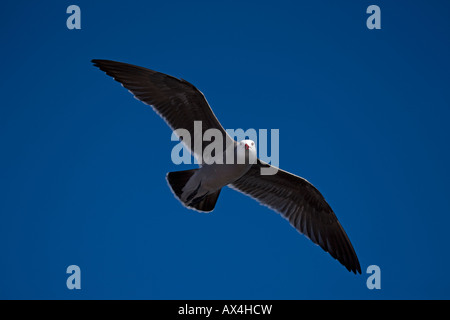 Heermann Möwe (Larus Heermanni) Erwachsenen Soaring Sonora Mexiko Stockfoto