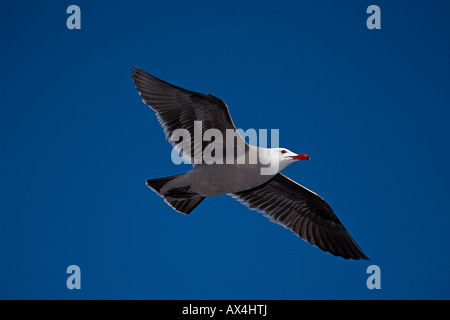 Heermann Möwe (Larus Heermanni) Erwachsenen Soaring Mexiko Stockfoto