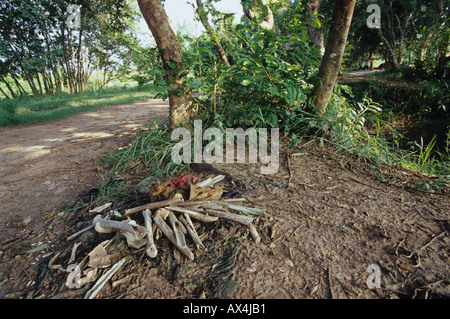 Menschliche Knochen durch den Regen von Massengräbern bei Choeung Ek (Killing Fields) in Kambodscha aufgedeckt Stockfoto