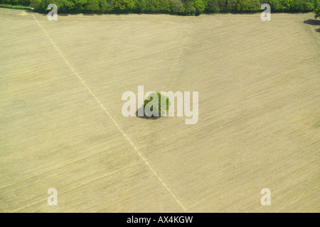 Luftaufnahme eines einzigen Baumes in der Mitte von einem abgeernteten Feld Stockfoto