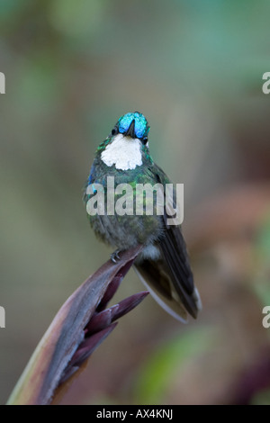 Weiße-throated Berg-Juwel Lampornis Castaneovent Kolibri auf Barsch Stockfoto