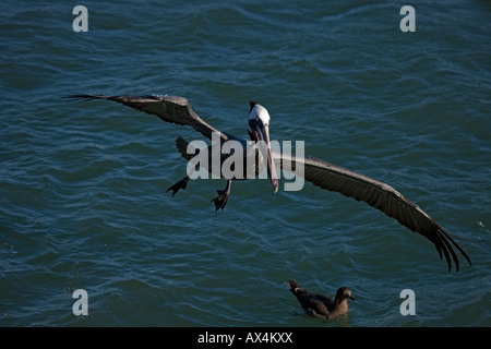 Brauner Pelikan (Pelecanus Occidentalis) Sonora Mexiko Erwachsenen fliegen Stockfoto