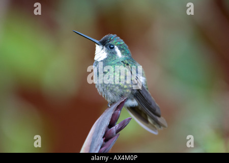 Weiße-throated Berg-Juwel Lampornis Castaneovent Kolibri auf Barsch Stockfoto