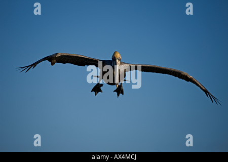 Brauner Pelikan (Pelecanus Occidentalis) Sonora Mexiko Adult Soaring Stockfoto