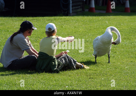 Ein paar sprechen zwar in der Nähe eines Schwans preens selbst Stockfoto