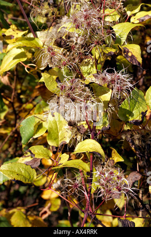 CLEMATIS VITALBA. TRAVELLER ES FREUDE. ALTEN MANNES BART. Stockfoto