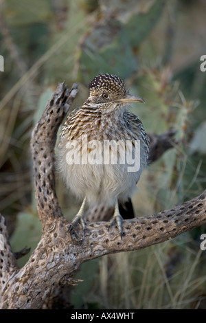 Größere Roadrunner thront auf Zweig in der Sonora-Wüste von Arizona Stockfoto