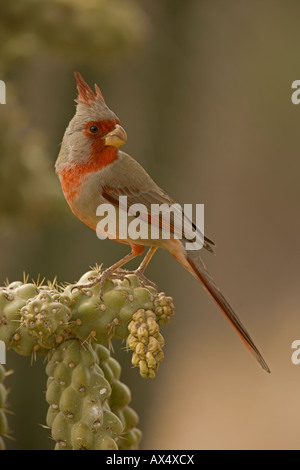 Pyrrhuloxia (Cardinalis Sinuatus) Arizona - männliche auf ocotillo Stockfoto