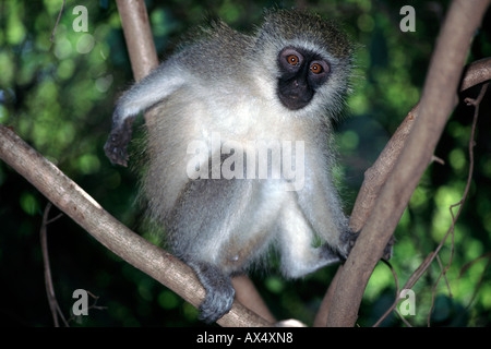 Vervet Affe (Chlorocebus) in Südafrikas Krüger Nationalpark. Stockfoto