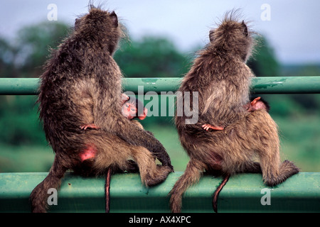 Chacma Paviane (Papio Ursinus) mit ihren Babys in Südafrikas Krüger Nationalpark. Stockfoto