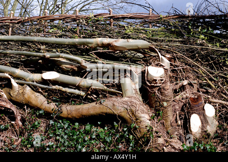 Esche verwendet in Hecke Verlegung, UK Stockfoto