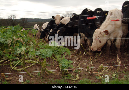 Milchvieh-Fütterung auf Grünkohl-Ernte im Boden Stockfoto