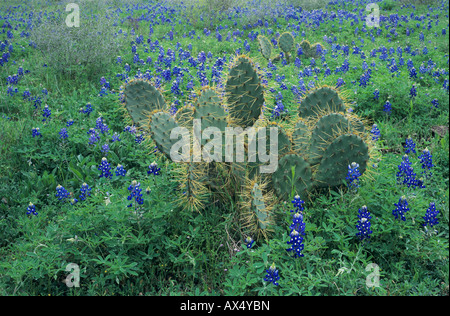 Texas Bluebonnet Lupinus Texensis Texas Prickly Pear Cactus New Braunfels Texas USA Stockfoto