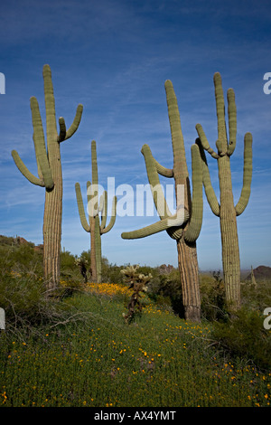 Saguaro Kakteen (Carnegiea Gigantea) Picacho Peak State Park-Darstellung Mexican Gold Mohnblumen blühen - Sonora-Wüste-Arizona-USA Stockfoto