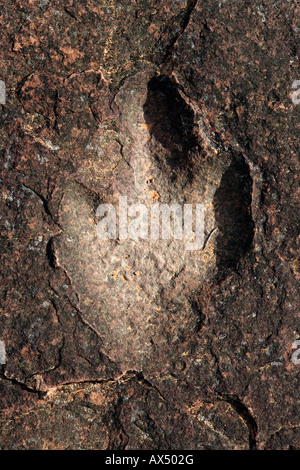 200 Millionen Jahre alten Dinosaurier-Fußabdruck in Waterberg Plateau Park Namibia Stockfoto