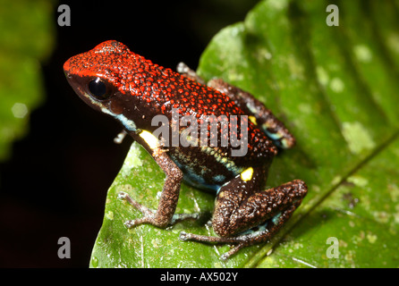 Ecuadorianische Poison Frog (Ameerega Bilingua) Stockfoto