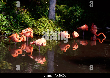 Flamingos im Natur Park, Florida, USA. Stockfoto