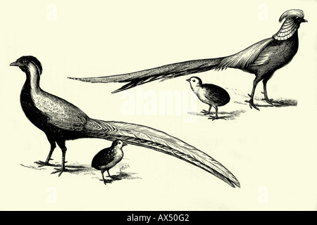 Silberne Fasan und Goldfasan antike Illustration. 1900 Stockfoto