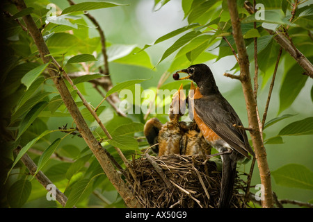 "Mama mit Essen: Stockfoto