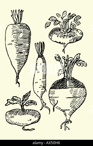 Rüben. Antike Darstellung. 1900. Stockfoto