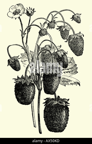 Erdbeeren. Antike Darstellung. 1900 Stockfoto