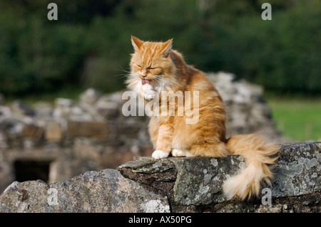 Große Orange Tabby Katze Pflege selbst auf Steinmauer der Ruinen von Ardchattan Priory Argyll Schottland Stockfoto